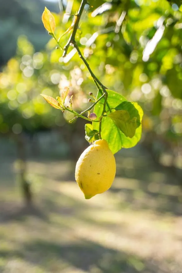 Farm stay Agriturismo Buranco Monterosso al Mare